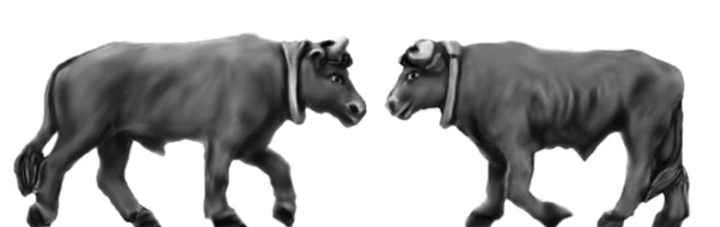 Pair of short horned oxen