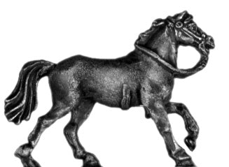 Horse trotting
