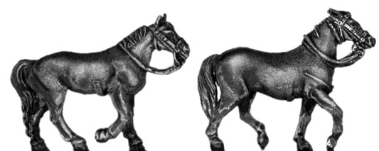 Horse walking