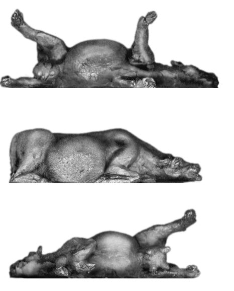 Dead cows